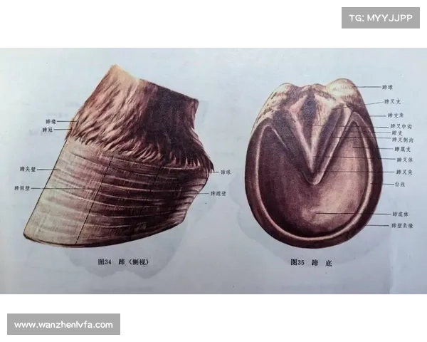 马的脚趾结构独特性解析及其对运动能力和生存适应的影响 马的脚趾结构独特性解析及其对运动能力和生存适应的影响